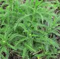 Achillea Millefolium